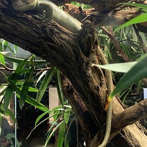 Solomon Island skink