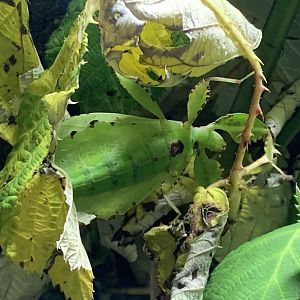 Philippine leaf insect