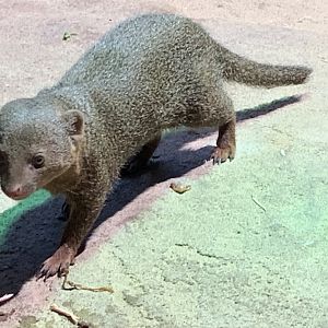East African dwarf mongoose