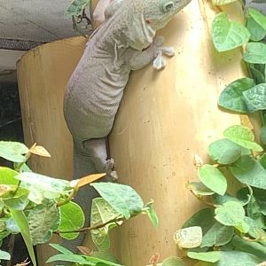 Standing's day gecko