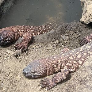 Rio Fuerte beaded lizards