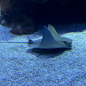 Lusitanian cownose ray