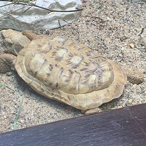 Pancake tortoise