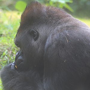 Western lowland gorilla (Gorilla gorilla gorilla)