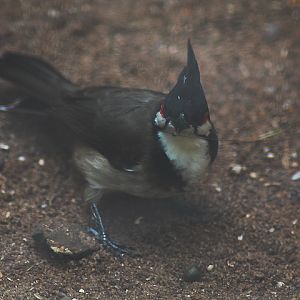 Red-whiskered bulbul (Pycnonotus jocosus fuscicaudatus)