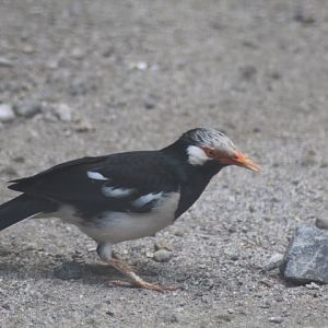 Siamese pied myna (Gracupica floweri)
