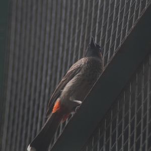Central Indian red-vented bulbul (Pycnonotus cafer humayuni)