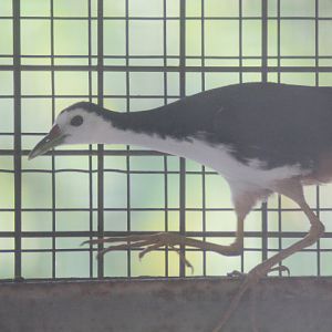 White-breasted waterhen (Amaurornis phoenicurus javanicus)