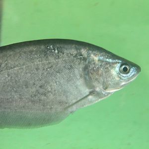 Bronze featherback (Notopterus notopterus)