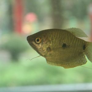 Three spot gourami (Trichopodus trichopterus)