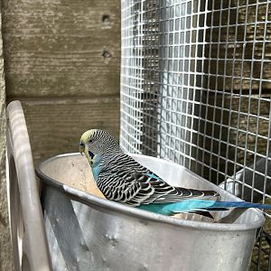 Budgerigar