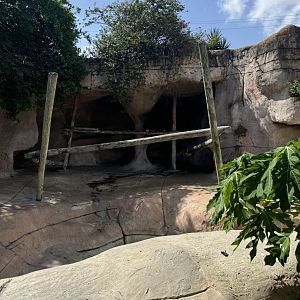 American black bear exhibit (7/2/24)