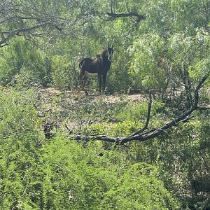 Sable Antelope (7/2/24)