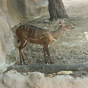 Harnessed Bushbuck (7/2/24)