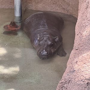 Pygmy Hippopotamus (7/2/24)