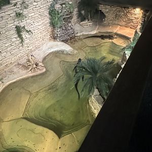 American Alligator + Alligator Snapping Turtle pool (7/2/24)