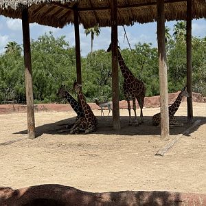 Giraffe + Dama Gazelle (7/2/24)