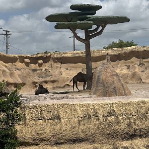 Dromedary exhibit (7/2/24)