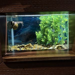 Island Apple Snail (7/2/24)