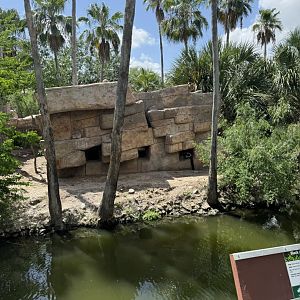 Black and White Ruffed Lemur exhibit (7/2/24)