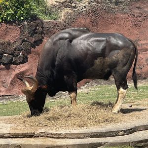 Gaur (7/2/24)