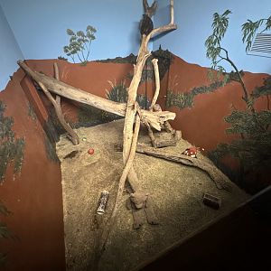 Matschie's Tree Kangaroo exhibit (7/2/24)
