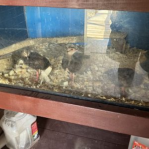 Vietnamese Pheasant chicks (7/3/24)