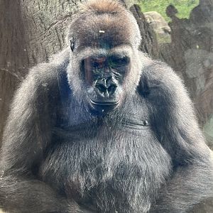 Western Lowland Gorilla