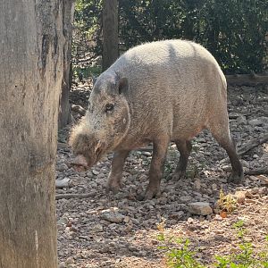 Bornean Bearded Pig (7/3/24)