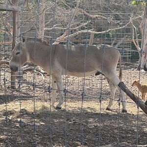 "Nubian Wild Ass" (7/3/24)