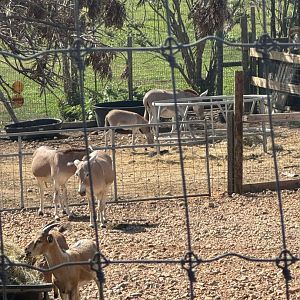 "Nubian Wild Asses", including baby (7/3/24)