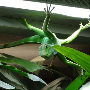 Fiji banded iguana (Brachylophus fasciatus)