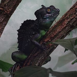Plumed basilisk (Basiliscus plumifrons)