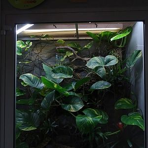 Reptile House: Terrarium for yellow-banded poison frogs