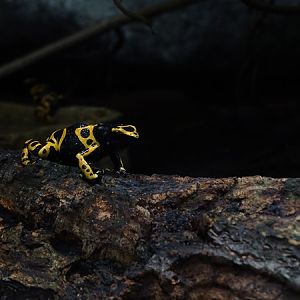 Yellow-banded poison dart frog (Dendrobates leucomelas)