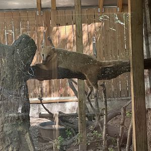 South American Coati (7/3/24)