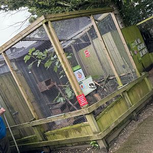 Rusty-spotted Cat Enclosure at Bridlington Animal Park (July 2024)