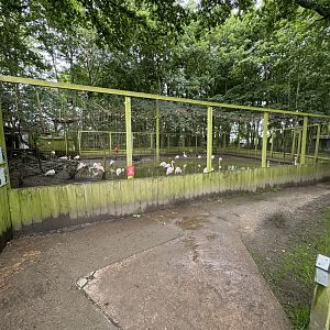 Mixed Aviary at Bridlington Animal Park (July 2024)