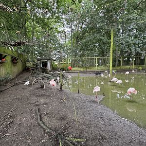 Mixed Aviary at Bridlington Animal Park (July 2024)