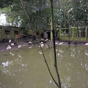 Mixed Aviary at Bridlington Animal Park (July 2024)