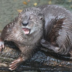 Spotted Necked Otter
