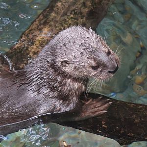 Spotted Necked Otter