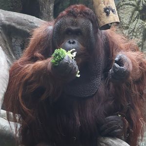 Bornean Orangutan