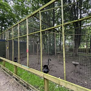 Ring-tailed Lemur Enclosure at Bridlington Animal Park (July 2024)