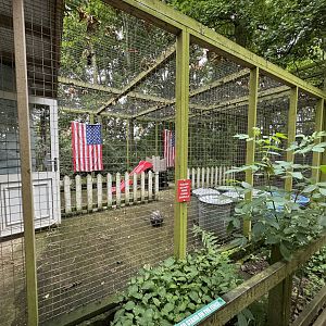 Raccoon Enclosure at Bridlington Animal Park (July 2024)