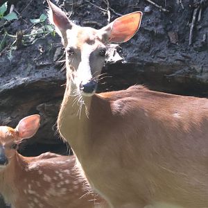 White Tailed Deer