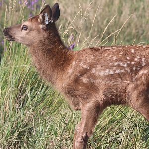Elk Calf