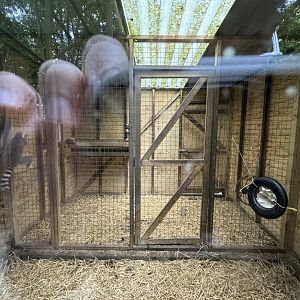 Ring-tailed Lemur Indoor Enclosure at Bridlington Animal Park (July 2024)