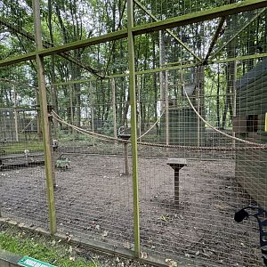 Ring-tailed Lemur Enclosure at Bridlington Animal Park (July 2024)
