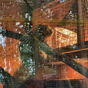 Brazilian Porcupine at Bridlington Animal Park (July 2024)